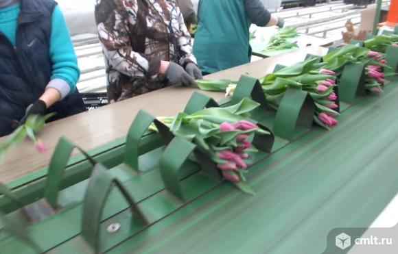 Рабочие по срезке и упаковке тюльпанов в теплице.. Фото 1.
