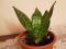 Продам Хлорофитум. Фото 4.