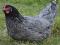 Куры Несушки молодки Хайсекс, Коралл и Доминант. Фото 7.