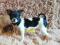 Миниатюрные щенки чихуахуа. Фото 1.