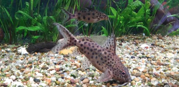 Сом перевёртыш. (Многопятнистый синодонтис.). Фото 1.