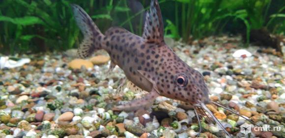 Сом перевёртыш. (Многопятнистый синодонтис.). Фото 6.