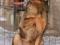 Очаровательные пес Степа. Фото 2.