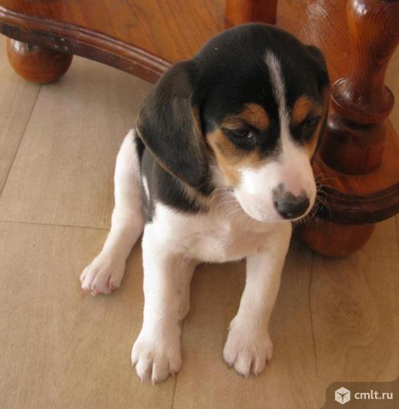 Щенки бигля метисные продаю. Фото 6.