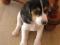 Щенки бигля метисные продаю. Фото 6.