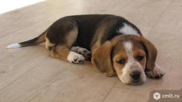 Щенки бигля метисные продаю. Фото 1.