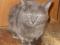 Русской голубой котята, мальчики, 7-8 мес. Фото 1.