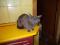 Русской голубой котята, мальчики, 7-8 мес. Фото 5.