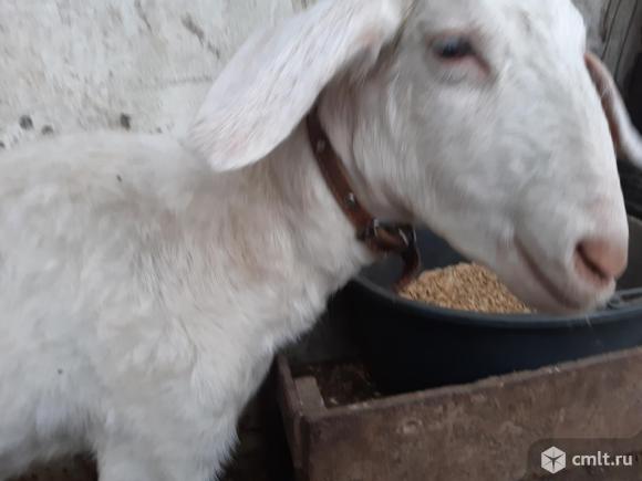 Нубийская коза.. Фото 1.