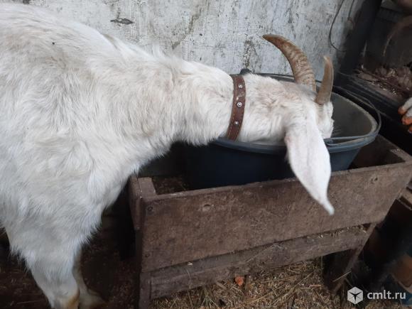 Нубийская коза.. Фото 2.