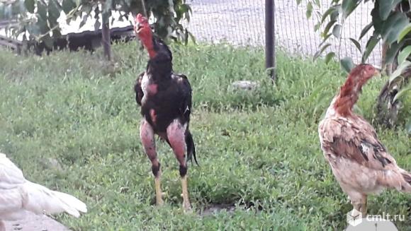 Бойцовая птица. Фото 1.