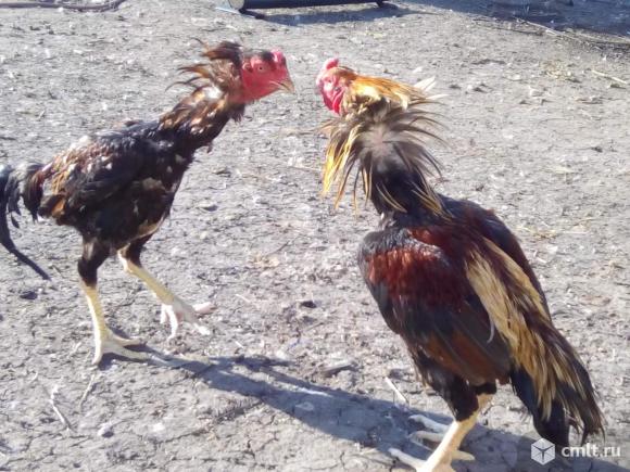 Бойцовая птица. Фото 3.