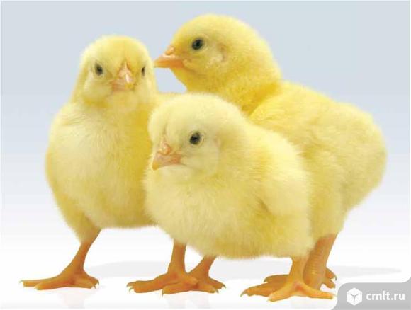 Бройлер. Фото 1.