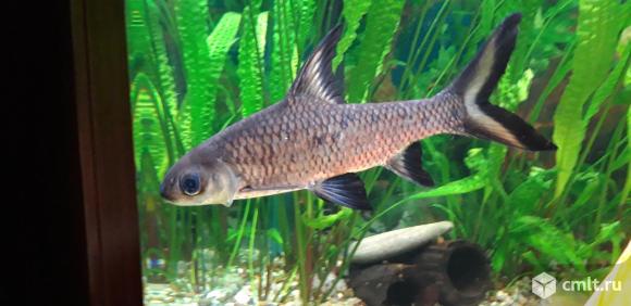 Барбус Акулий балу.. Фото 1.