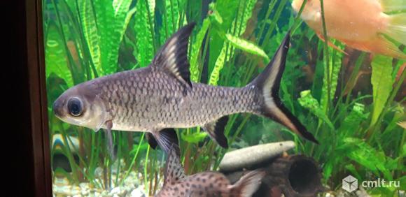 Барбус Акулий балу.. Фото 4.