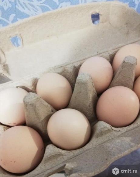 Яйца куриные. Фото 1.