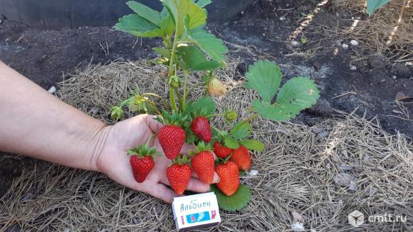 Рассада клубники. Фото 1.