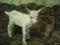 Продаются козлята Зааненской породы с родословной. Фото 4.