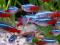 Аквариумные рыбки.. Фото 1.