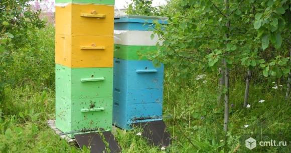 Пчелосемьи с ульями.. Фото 1.