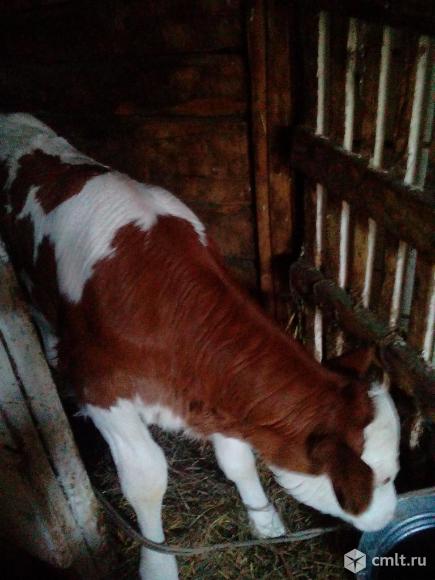 Телочка от домашней коровы. Фото 1.