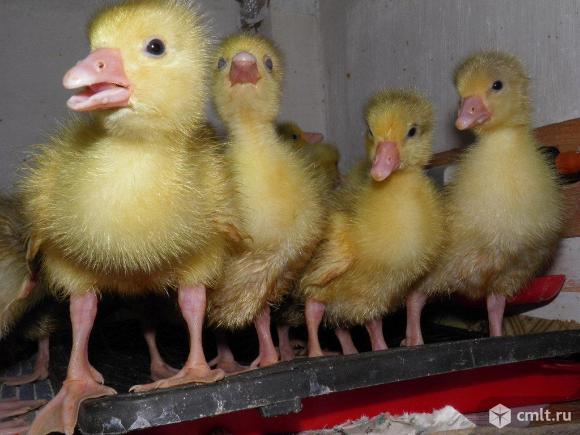 Гусята линда. Фото 1.