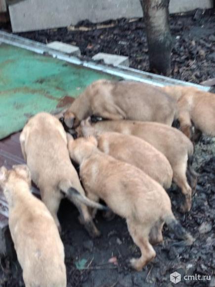 щенки бельгийской овчарки малинуа от магии и локи. Фото 3.