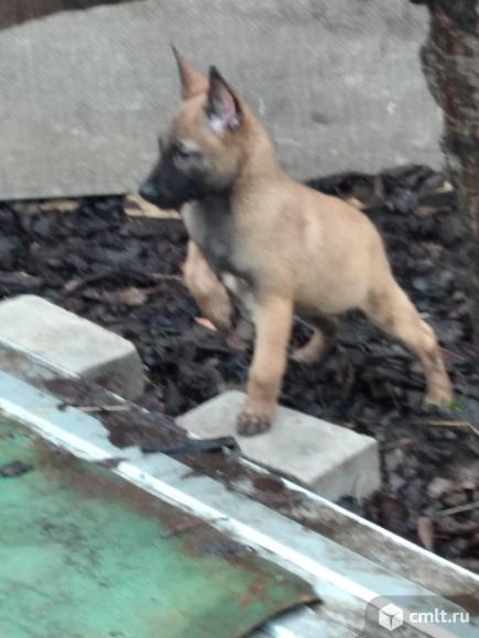 щенки бельгийской овчарки малинуа от магии и локи. Фото 1.