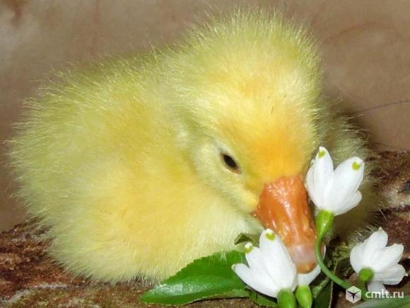 Гусята. Фото 1.