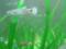 Рыбки аквариумные живородящие гуппи. Фото 3.