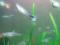 Рыбки аквариумные живородящие гуппи. Фото 6.
