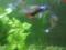 Рыбки аквариумные живородящие гуппи. Фото 12.