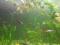 Рыбки аквариумные живородящие гуппи. Фото 13.