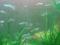 Рыбки аквариумные живородящие гуппи. Фото 14.