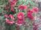 Красивая красная хризантема. Фото 2.