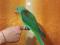 Птенцы Александрийского попугая. Фото 10.