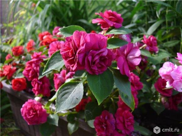 Бальзамин burgundy rose фото