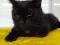 Элвис -черный кот. С ним повезет. Фото 2.
