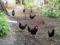 Продаю  цыплят яичной породы Минорка Испанская черная. Фото 2.