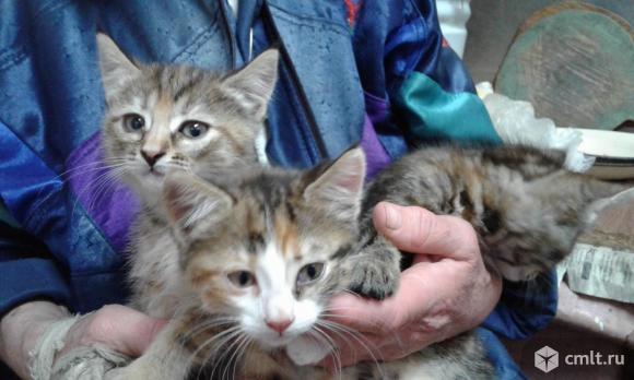 Котята европейские короткошерстные. Фото 1.