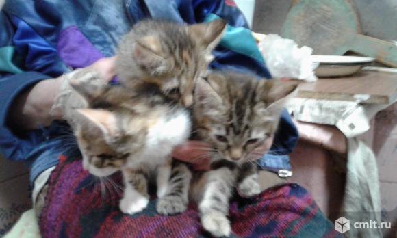Котята европейские короткошерстные. Фото 10.