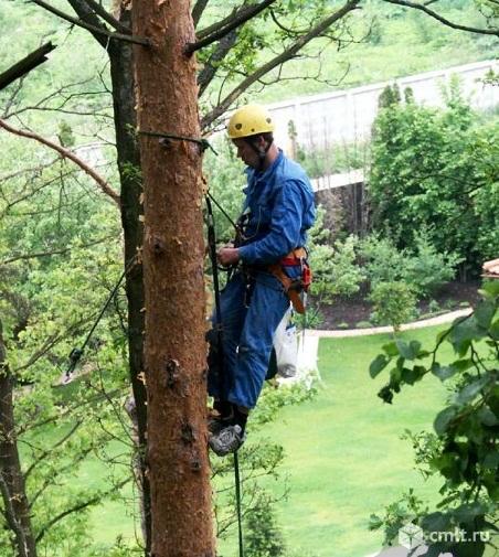 Покос травы, спил деревьев, уборка участка. Фото 1.