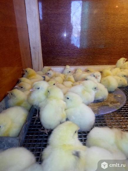 Индюшата биг 6. Фото 1.