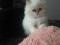 Персидский котёнок. Фото 1.