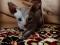 Котята Донского сфинкса. Фото 1.