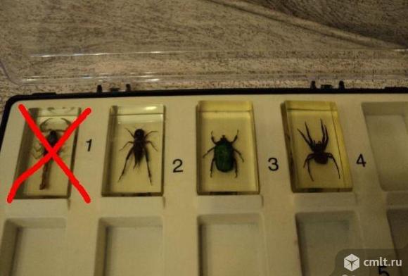 Насекомые и их знакомые. Фото 1.