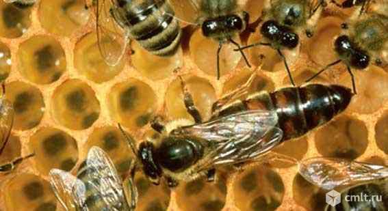 Пчеломатки Карника 2021г. Фото 1.