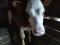 Тёлочка от высокоудойной коровы. Фото 2.