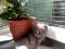 Котёнок смесь скотиш-фолд и русская голубая. Фото 5.