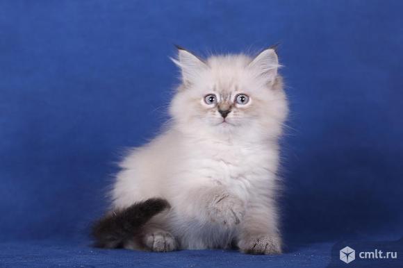 невская маскарадная кошка девочка. невская маскарадная кошка с котятами. котята невской маскарадной кошки. невская маскарадная. невская маскарадная рыжая.